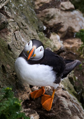 Puffin Looking up from A perch on a Cliff