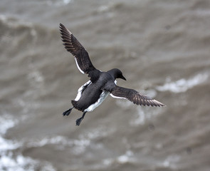 Guillimot with outspread wings from above