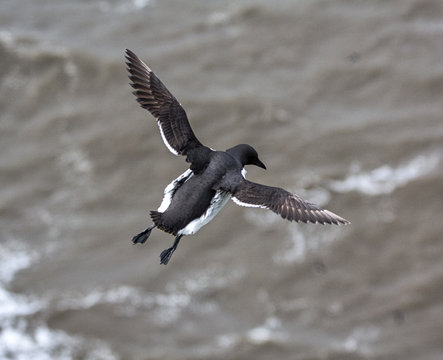 Guillimot with outspread wings from above