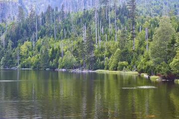 Plesne lake in Sumava national park (Bohemian Forest) in Czech republic