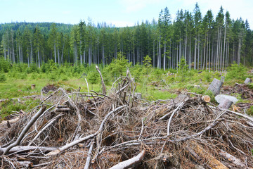 Dead and felled trees attacked by a bark beetle in a forest near the Plesne lake in the Sumava National Park (Bohemian Forest)