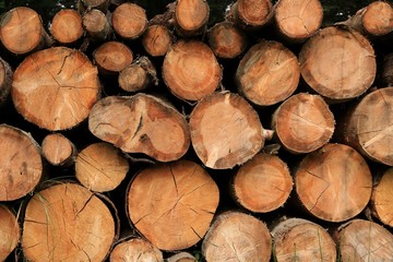 Felled tree trunks in forest