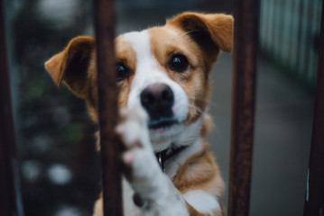 cute small dog behind a fence 