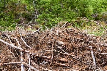 Dead and felled trees attacked by a bark beetle in a forest near the Plesne lake in the Sumava National Park (Bohemian Forest)