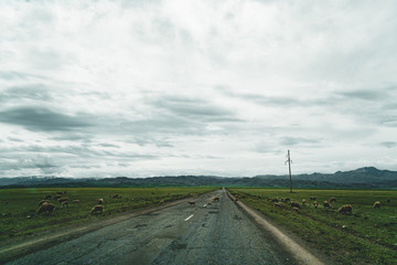 Fototapeta na wymiar Highway street empty with green Kazakhstan Steppe view