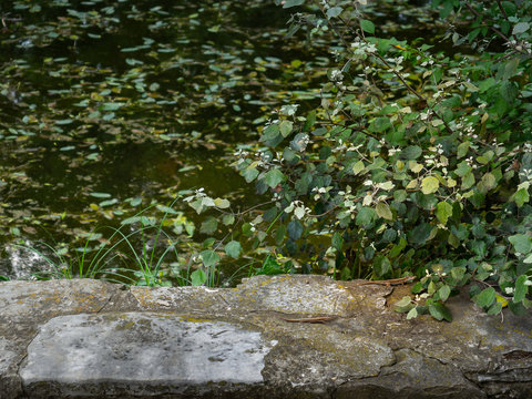 Stone wall with two small lizzards on it near green pond