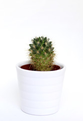 Small beehive cactus, isolated on white background in a white pot.