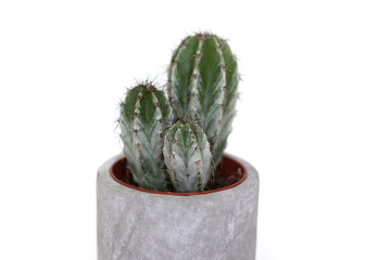 Small three stemmed Tree Cactus in a cement, grey pot, isolated on white background