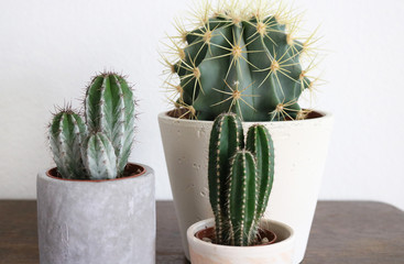 Plusieurs plantes de cactus sur un support en bois dans des pots en ciment gris.