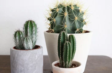Photo sur Plexiglas Cactus Plusieurs plantes de cactus sur un support en bois dans des pots en ciment gris.
