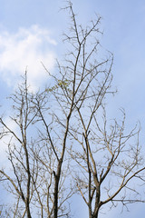 Leafless trees against the cloudy sky.