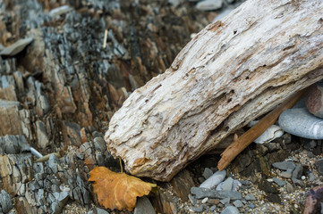 driftwood, washed up by the sea on a pebble beach