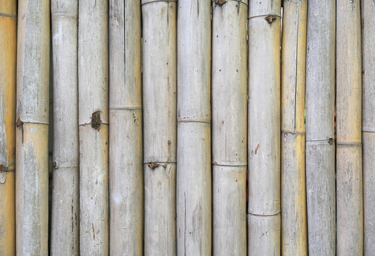 Golden bamboo fence background.