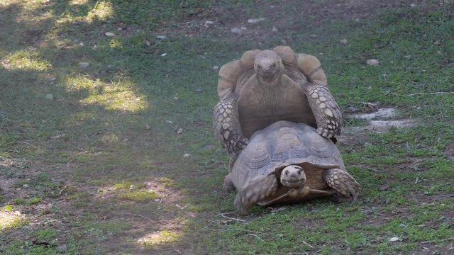 Giant tortoises mating