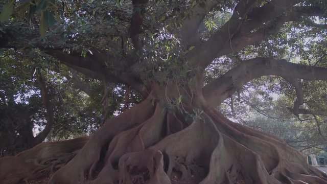 The bigest tree on buenos aires