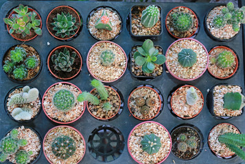 Group of different cactus in greenhouse growing. Top view.
