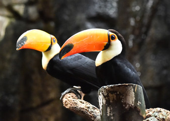 tucan