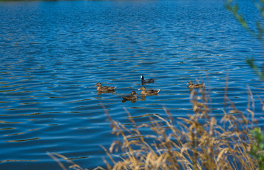 group of ducks in the water of the city pond