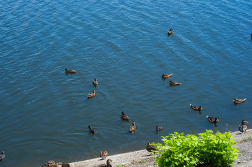 group of ducks in the water of the city pond