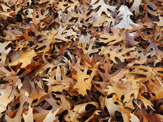 Maple autumn leaves pattern