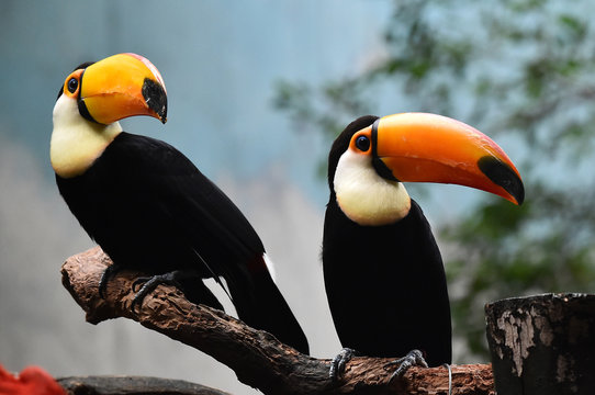 tucanes
