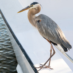 Great Blue Heron
