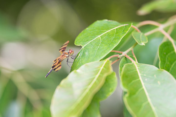 Side view of tiger striped dragonfly on green leaf, detailed head, body and legs