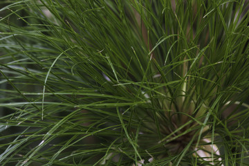 Naklejka na ściany i meble Thin Green Nile Grass (cyperus papyrus) Stem Cluster Close-up