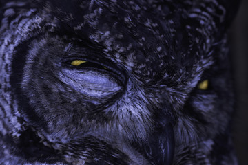 Spotted Eagle-Owl (bubo africanus) Serious Glare Close-up