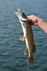 Pike