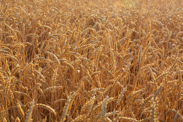 Golden ears and field of wheat ready to be harvested.