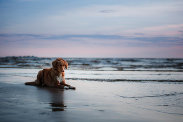 dog lying on the beach, by the sea. Pet on vacation. Nova Scotia Duck Tolling Retriever