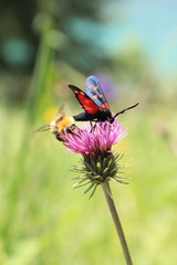 A bee and a butterfly share a flower