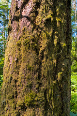 Obraz premium tree lichen