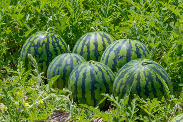 真夏のスイカ畑