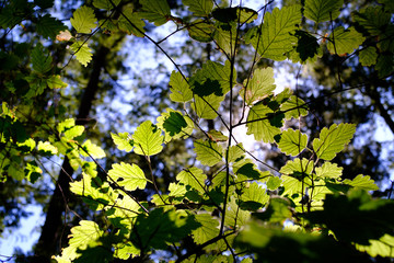 backlit leaves