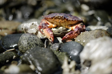 crab on pebble beach