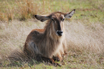 Antelope in Kapama Private Game Reserve, South Africa