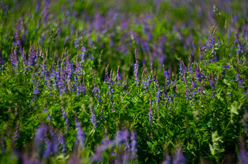Obraz premium flower's bokeh