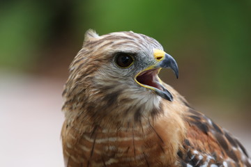 red tailed hawk
