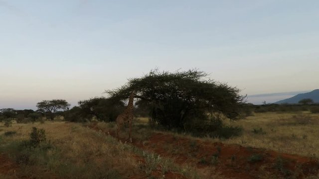 wild living giraffes in kenya