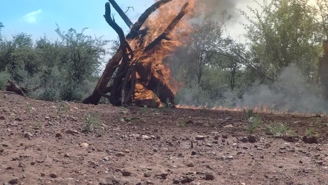 Wood burns in bush field. Big fire.