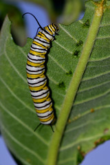 Monarch Caterpillar