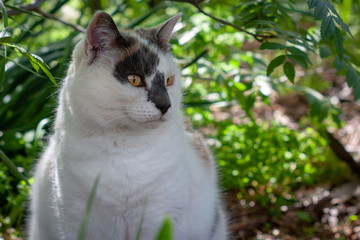 A white cat with markings sits in the shade under trees