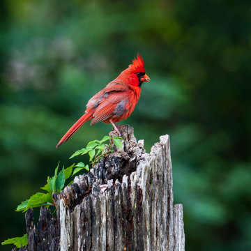 Cardinal  on a log