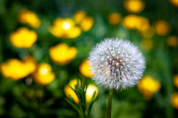 A perfect round dandelion seed head is ready to blow and make a wish for the fairies