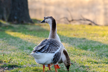 Geese eat in the early morning dew