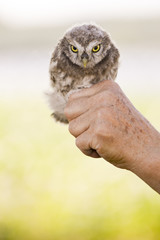 Ein Steinkauz sitzt auf der Hand eines Vogelschützers