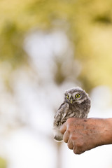Ein Steinkauz sitzt auf der Hand eines Vogelschützers