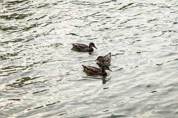 real Ducks floating in the water